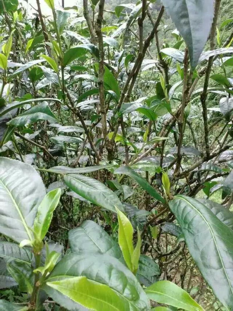 藤茶一级