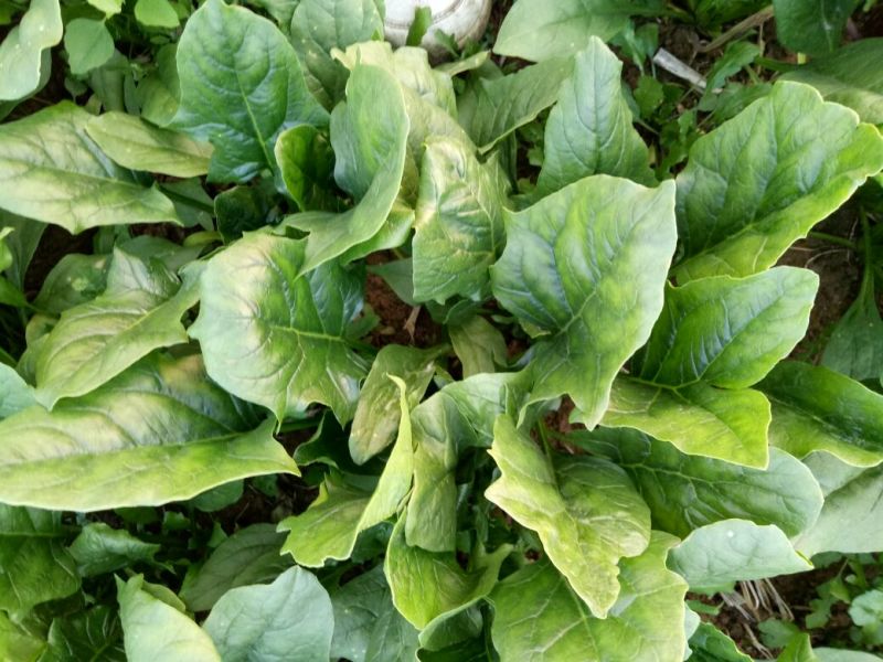 大叶菠菜20~25厘米