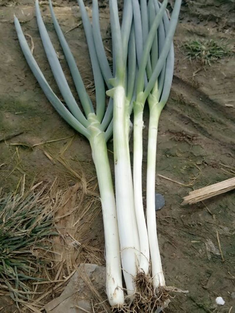 大葱35~40cm毛葱2cm左右