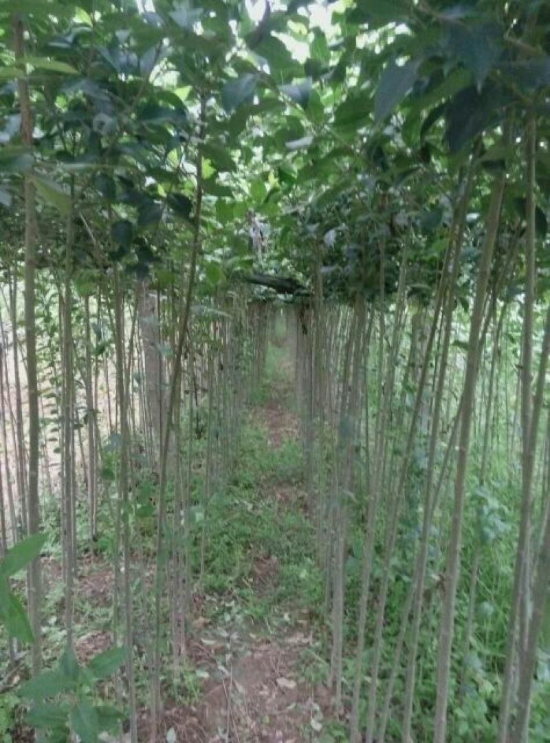 大叶女贞4cm以下