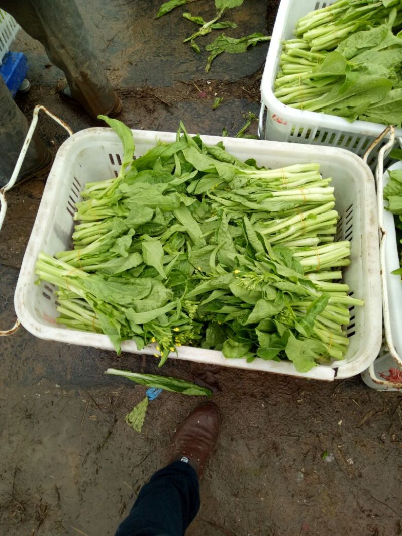 白菜苔20~30厘米