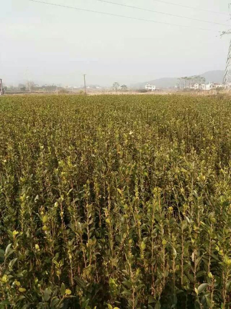 油茶苗