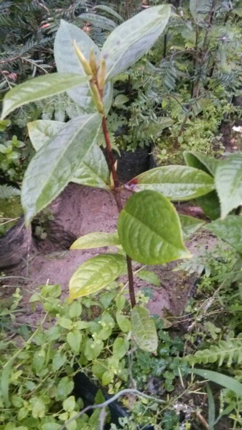 金花茶树苗防普金花茶苗凹脉一年开花保正品假一罚百