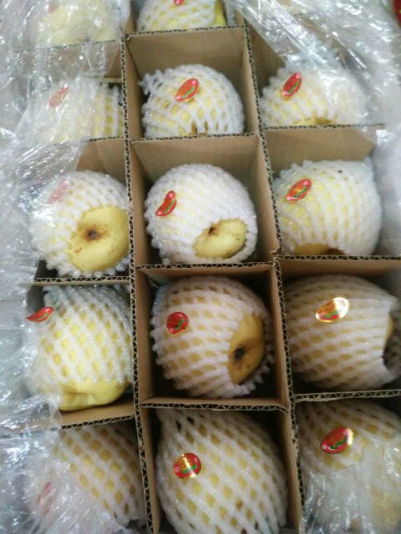 【优质】陕西蒲城酥梨，基地直发，纸袋150~200g