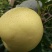 黄金梨250~300g纸袋