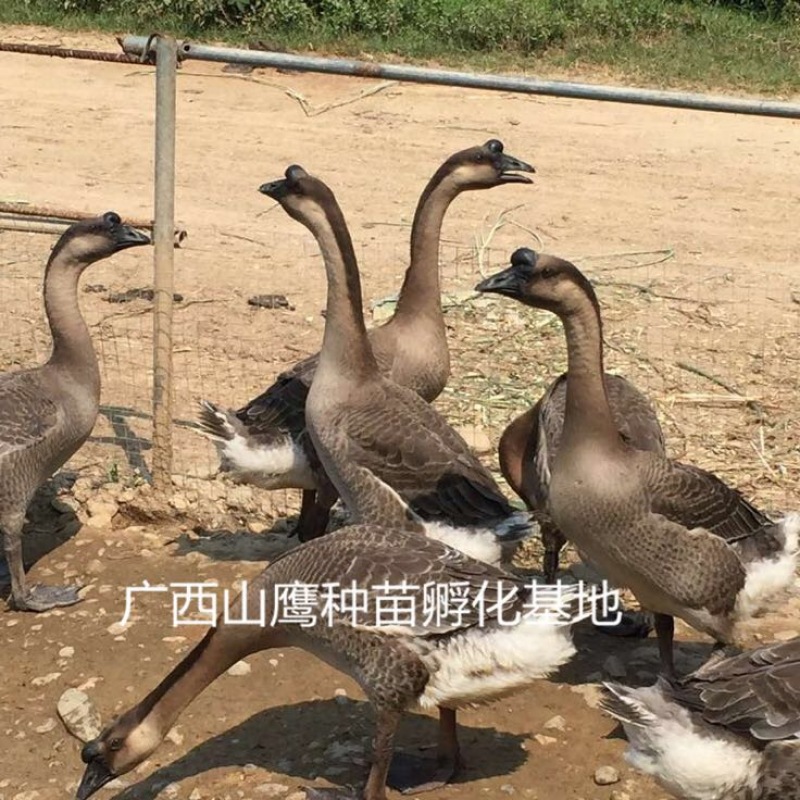 马岗鹅苗