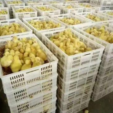 狮头鹅苗