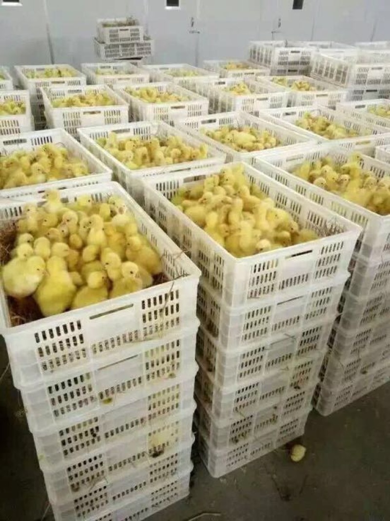 狮头鹅苗