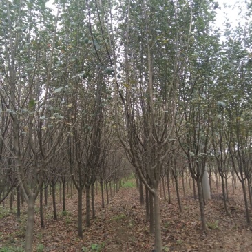 西府海棠4~6cm4cm以下4cm以下