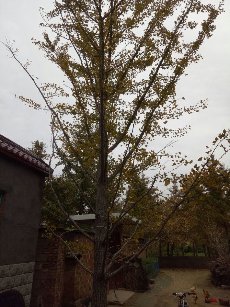 银杏桩10~15cm