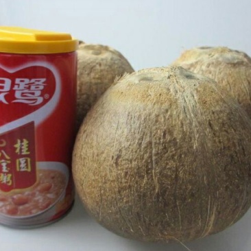 高种椰子1.5~2斤