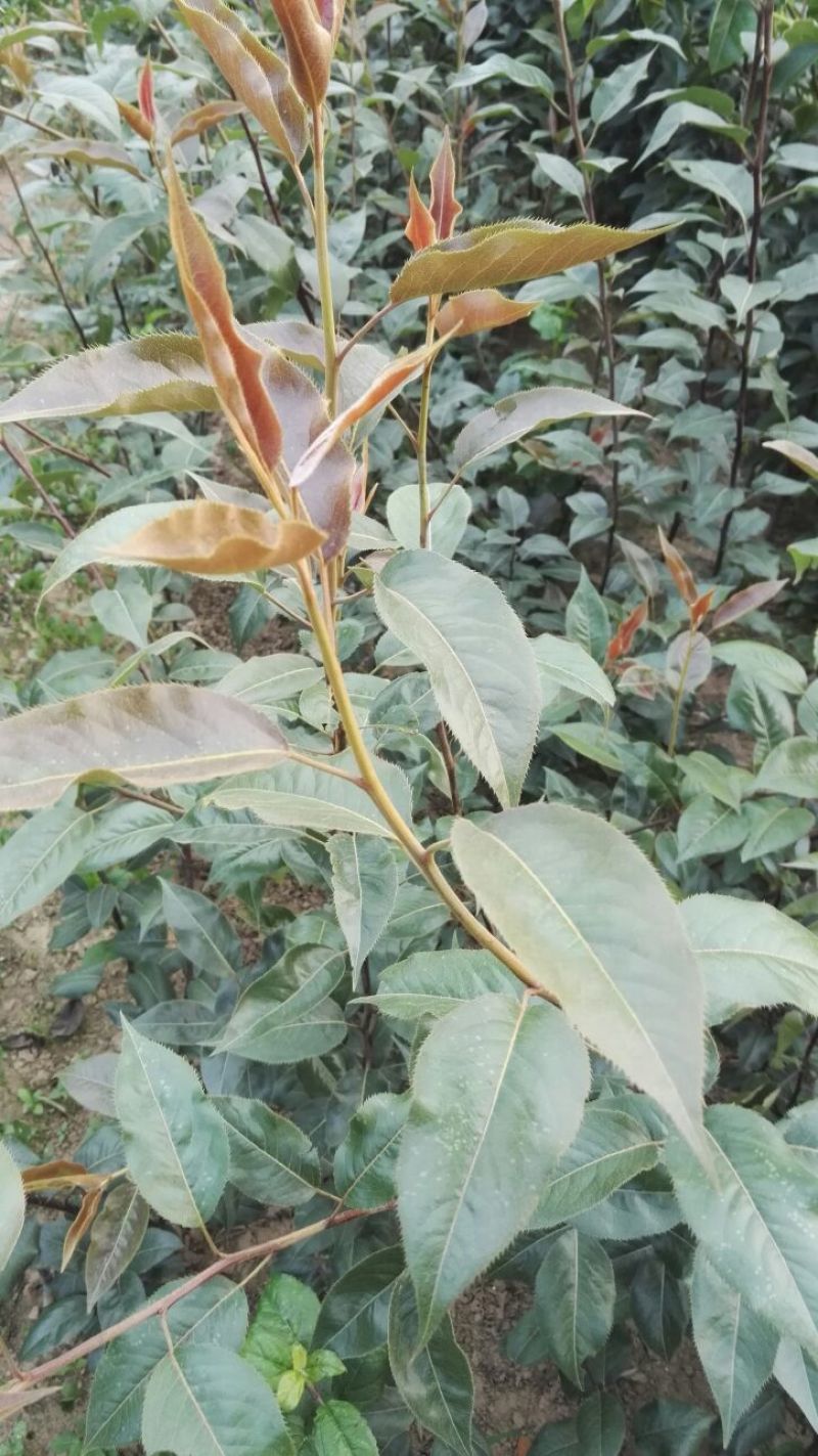 梨树苗0.8~3cm100~150cm