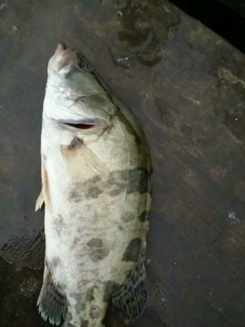 针尖鱼