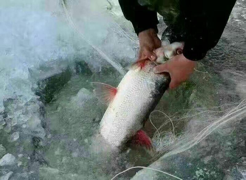 鲫鱼食用