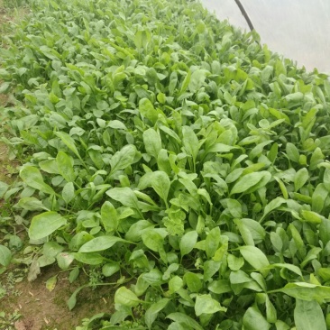 越冬菠菜15~20厘米