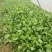 越冬菠菜15~20厘米