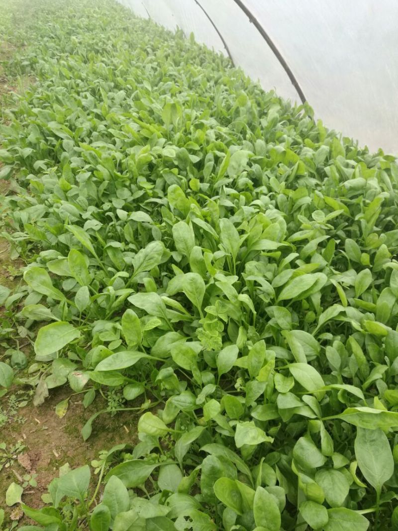 越冬菠菜15~20厘米
