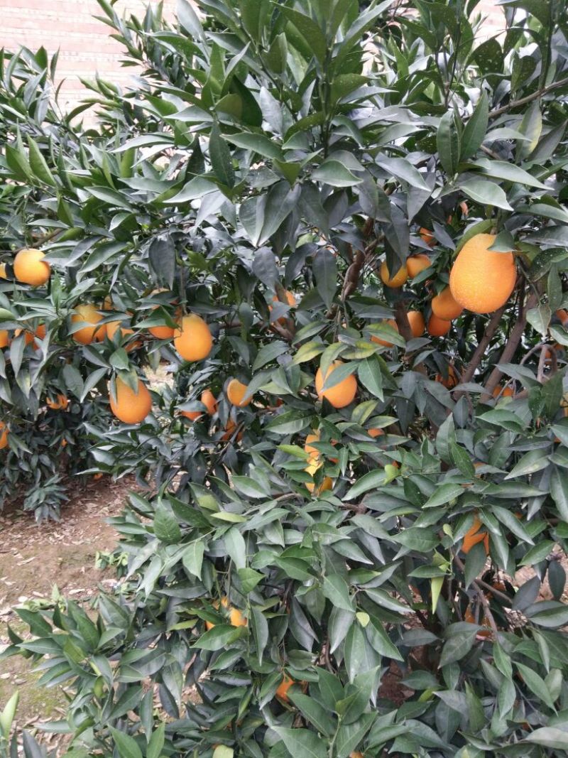 【长虹脐橙】重庆基地直供质量保证一手货源对接商超市场