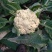 白花菜散装
