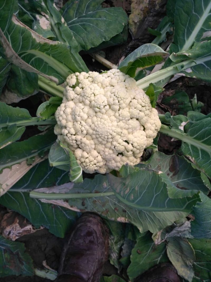 白花菜散装