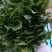 大叶菠菜20~25厘米