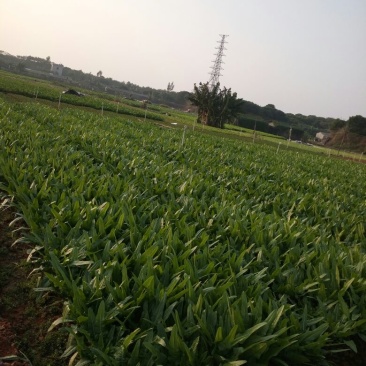 油麦菜