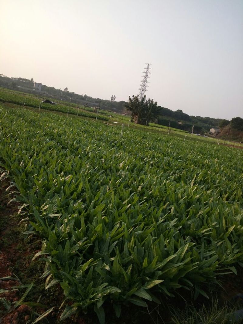 油麦菜