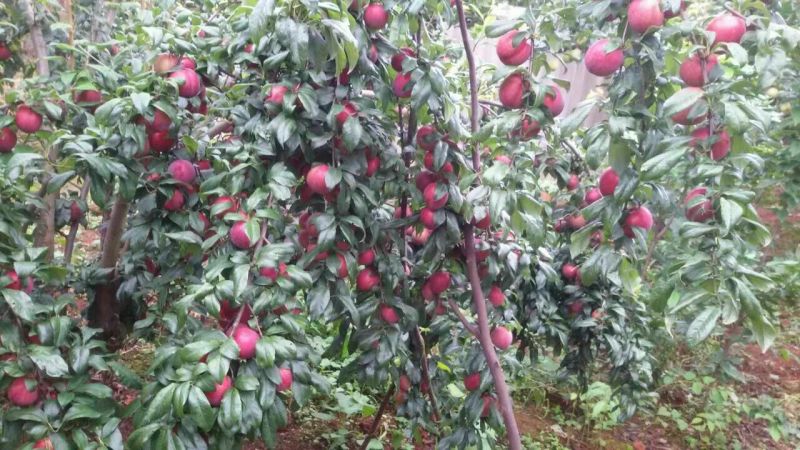 李子树苗免费提供种植技术指导