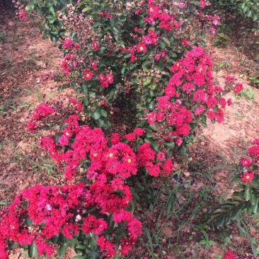 红火箭紫薇