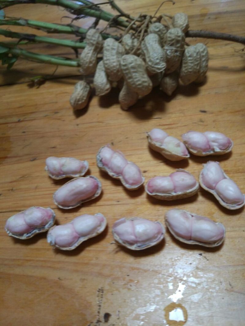 花生鲜货带壳