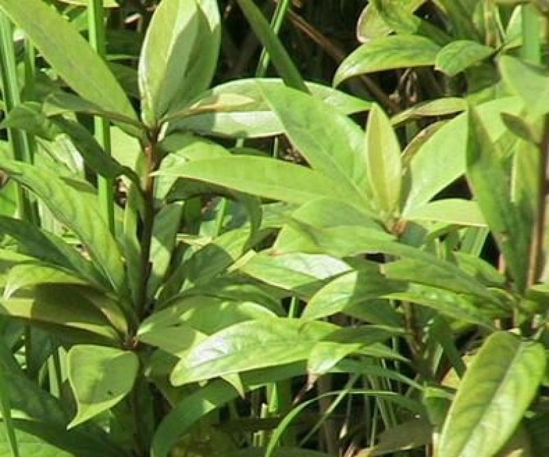 楠木苗香楠苗火力楠木杯苗