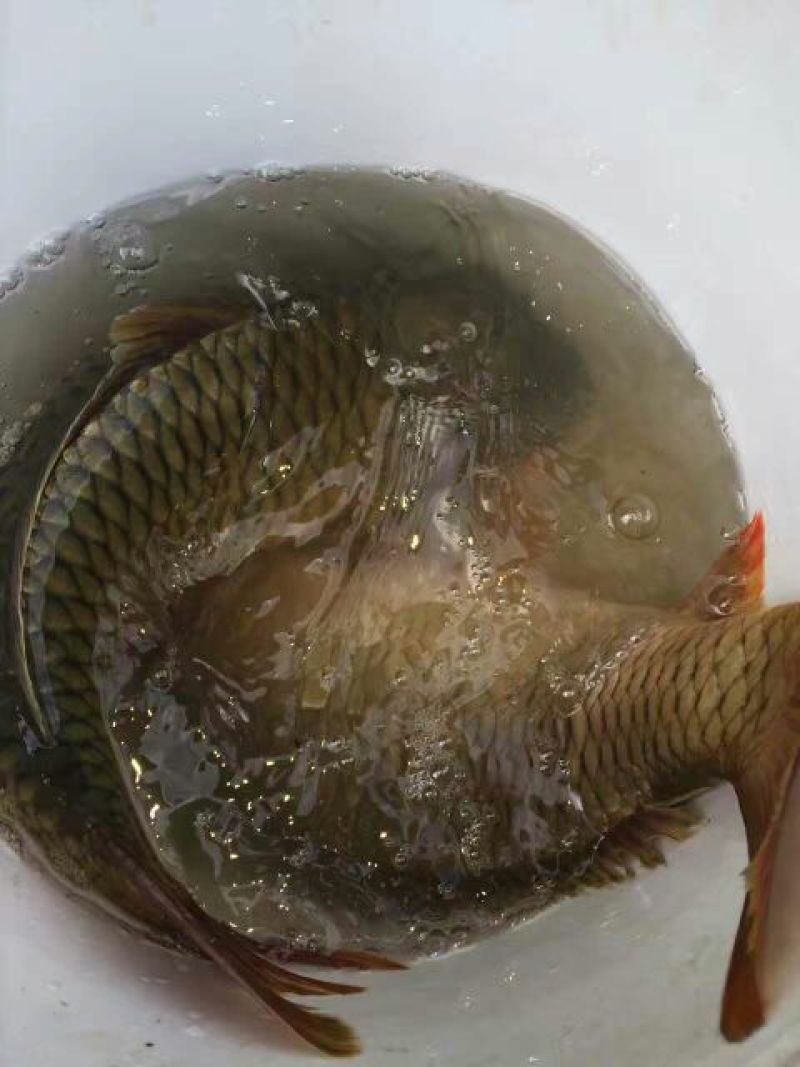 野鲤食用3公斤以上
