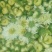 菊花茶