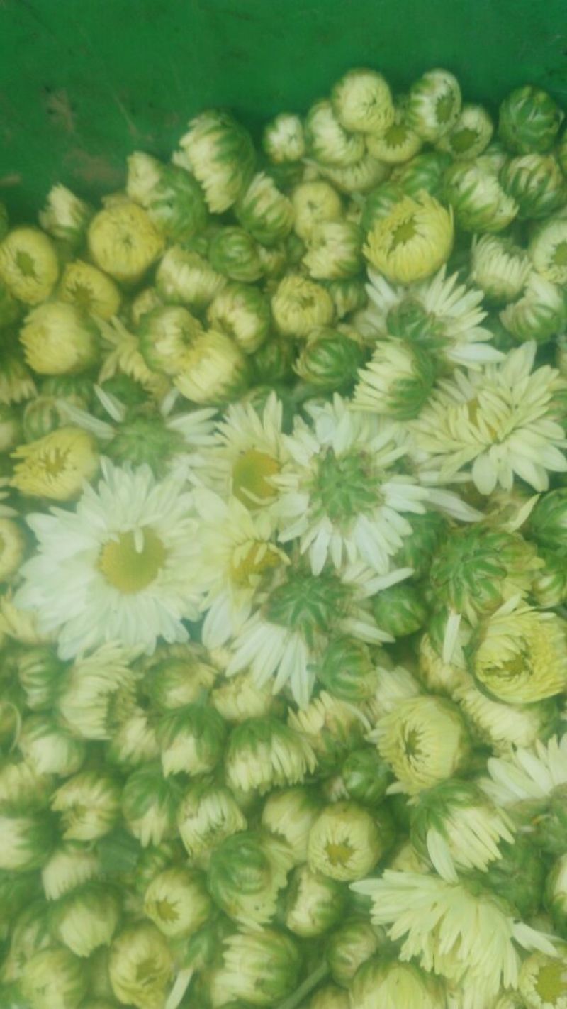 菊花茶