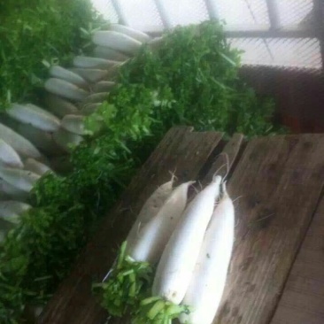白萝卜1.5~2斤起
