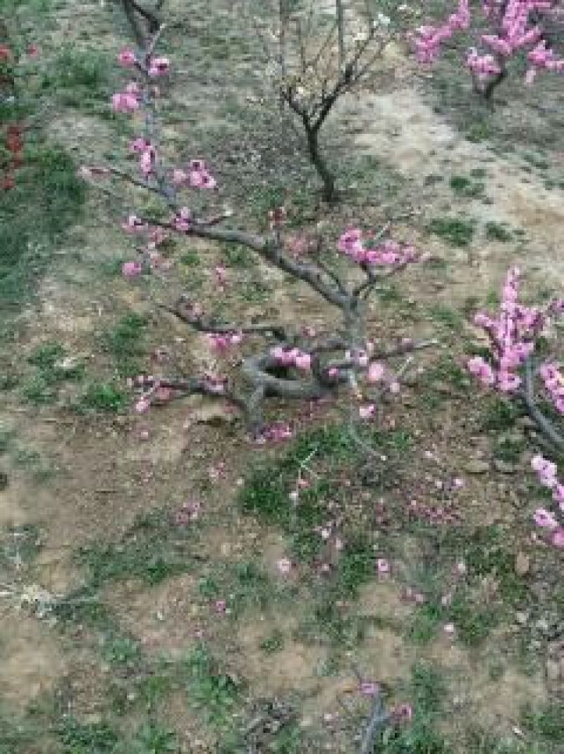 梅花树80~100cm