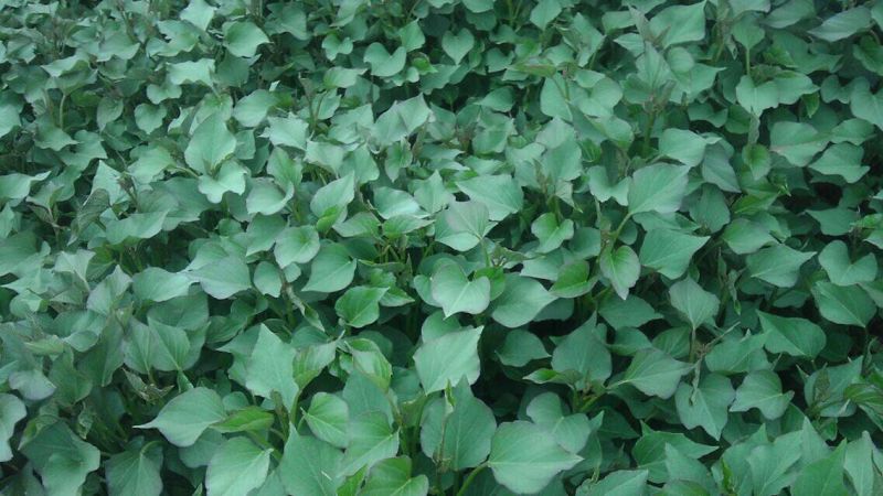 秦薯5号红薯苗15~25cm