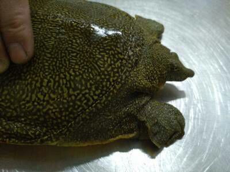 黄沙鳖1.5~2斤