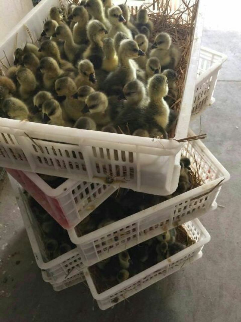 狮头鹅苗250g以下
