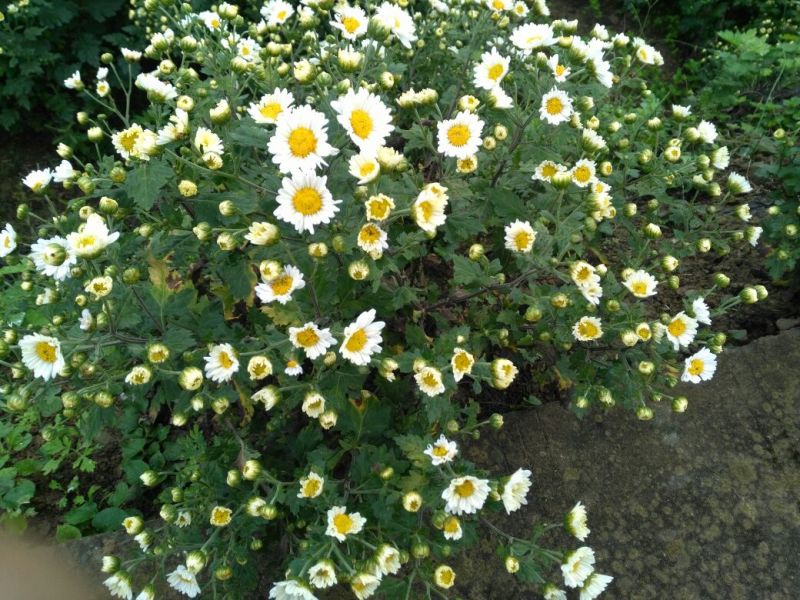 白菊花茶