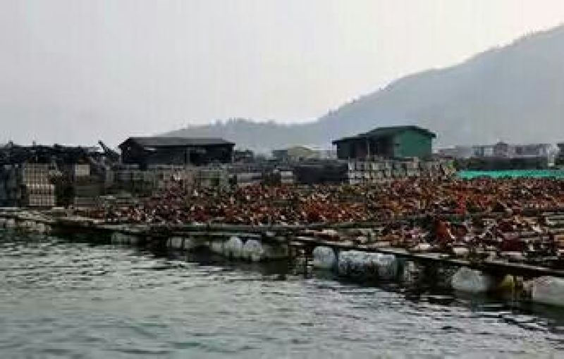 霞浦海带
