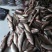 鲮鱼食用1~2公斤