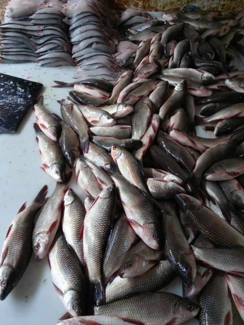 鲮鱼食用1~2公斤