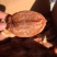 柿饼1~2两