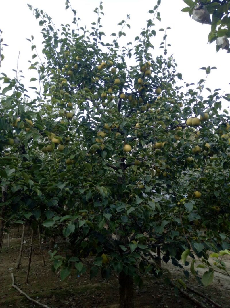 白梨60~100g纸箱