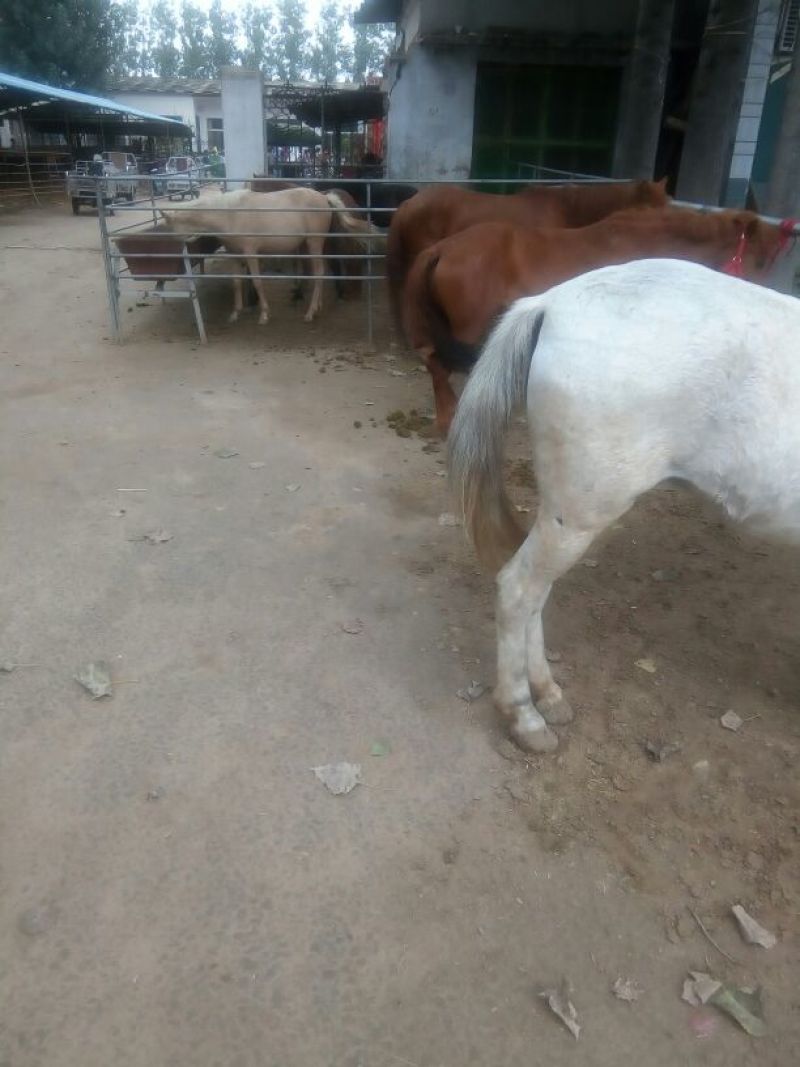 肉马300~400kg