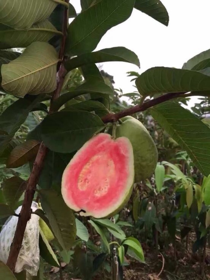 西瓜番石榴苗