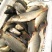 鲤鱼食用0.5~1公斤