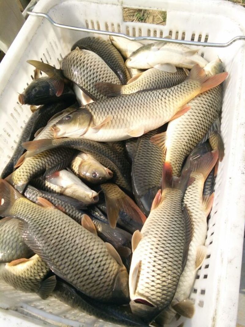 鲤鱼食用0.5~1公斤