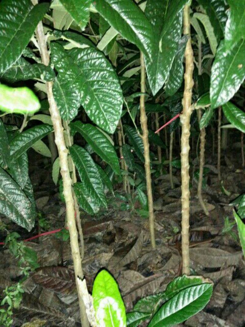 枇杷树苗51~80cm